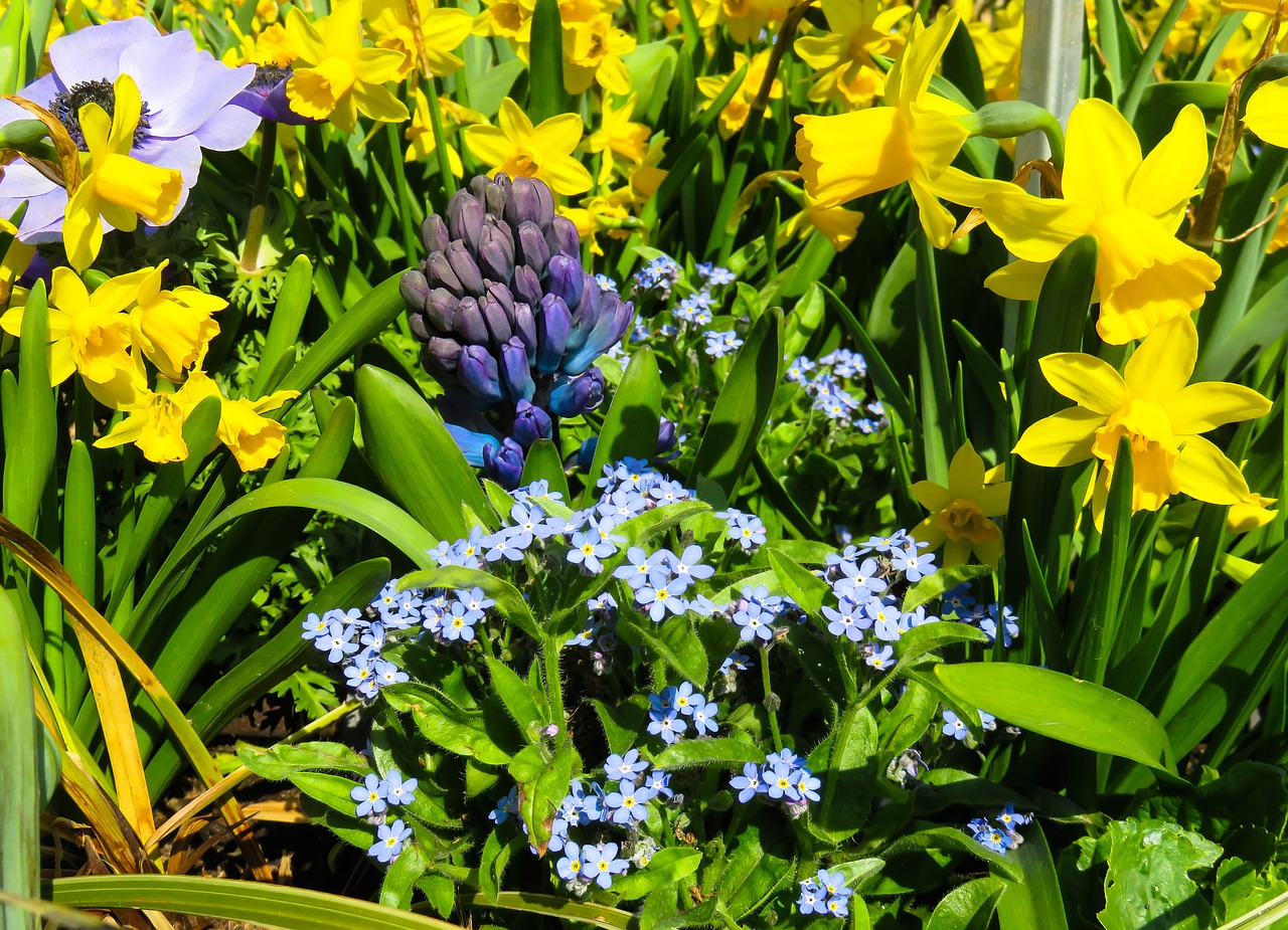 nature  flowers  spring free photo