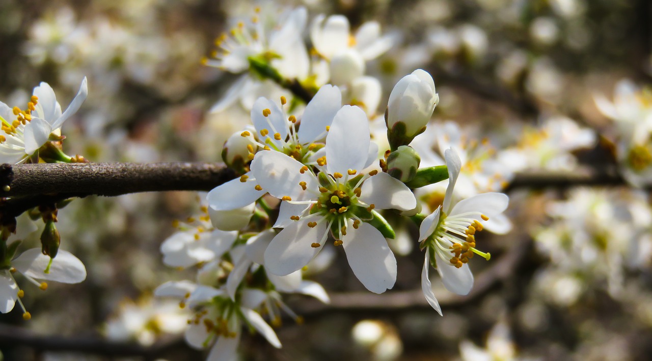 nature  tree  blossom free photo