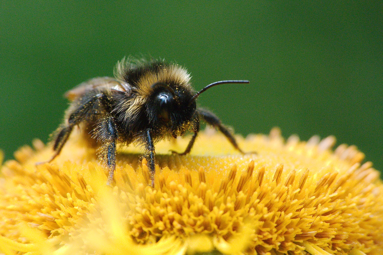 nature  insect  pollen free photo