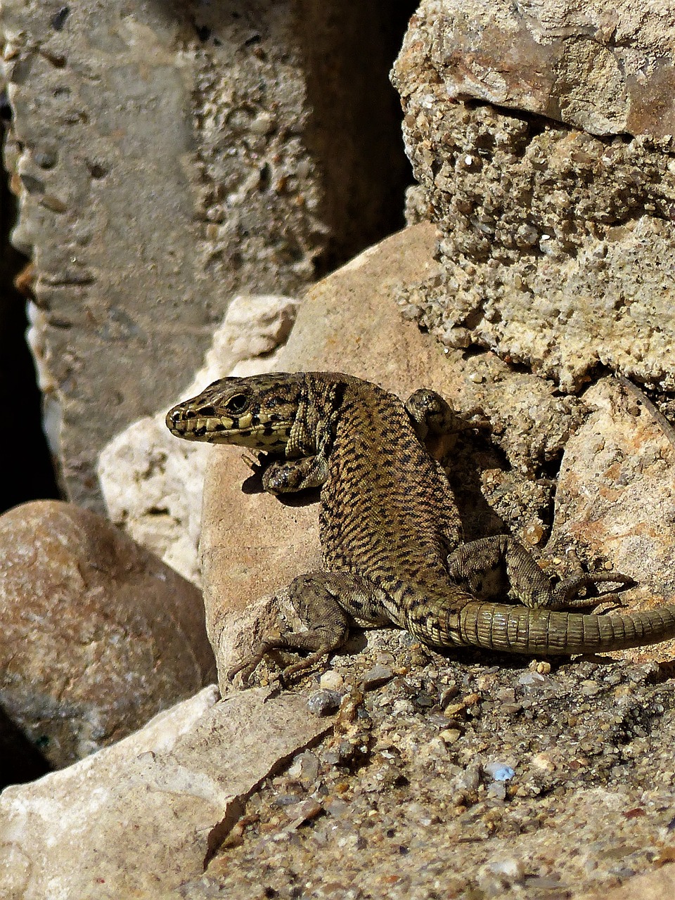 nature  lizard  reptile free photo