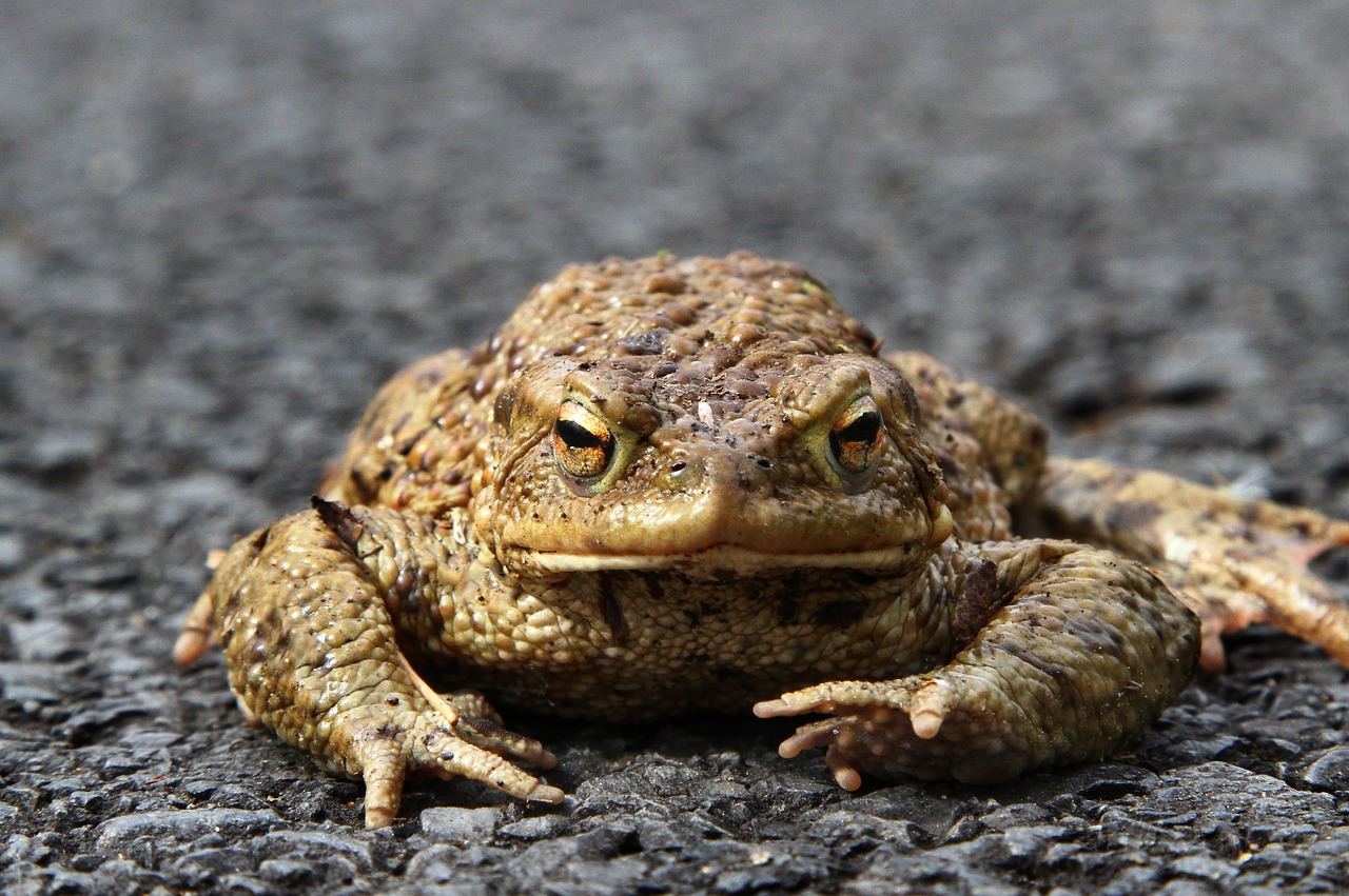 nature  animal  toad migration free photo