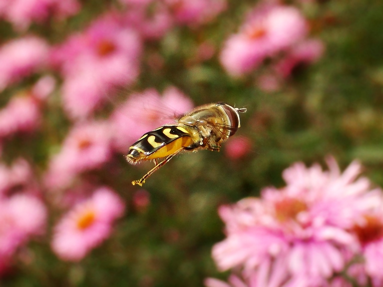 nature  flower  insect free photo