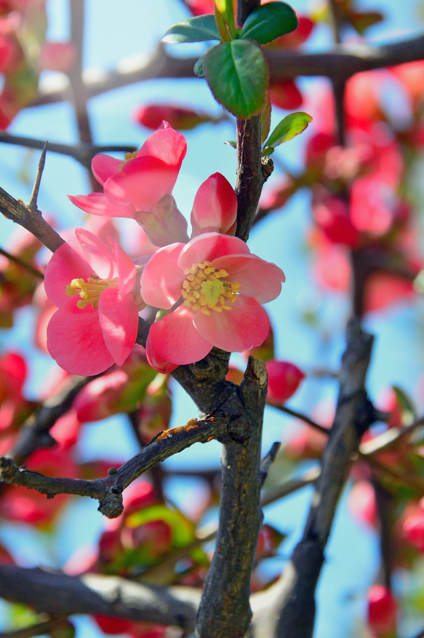 nature  flower  wood free photo