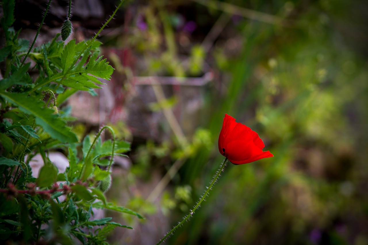 nature  flower  flora free photo