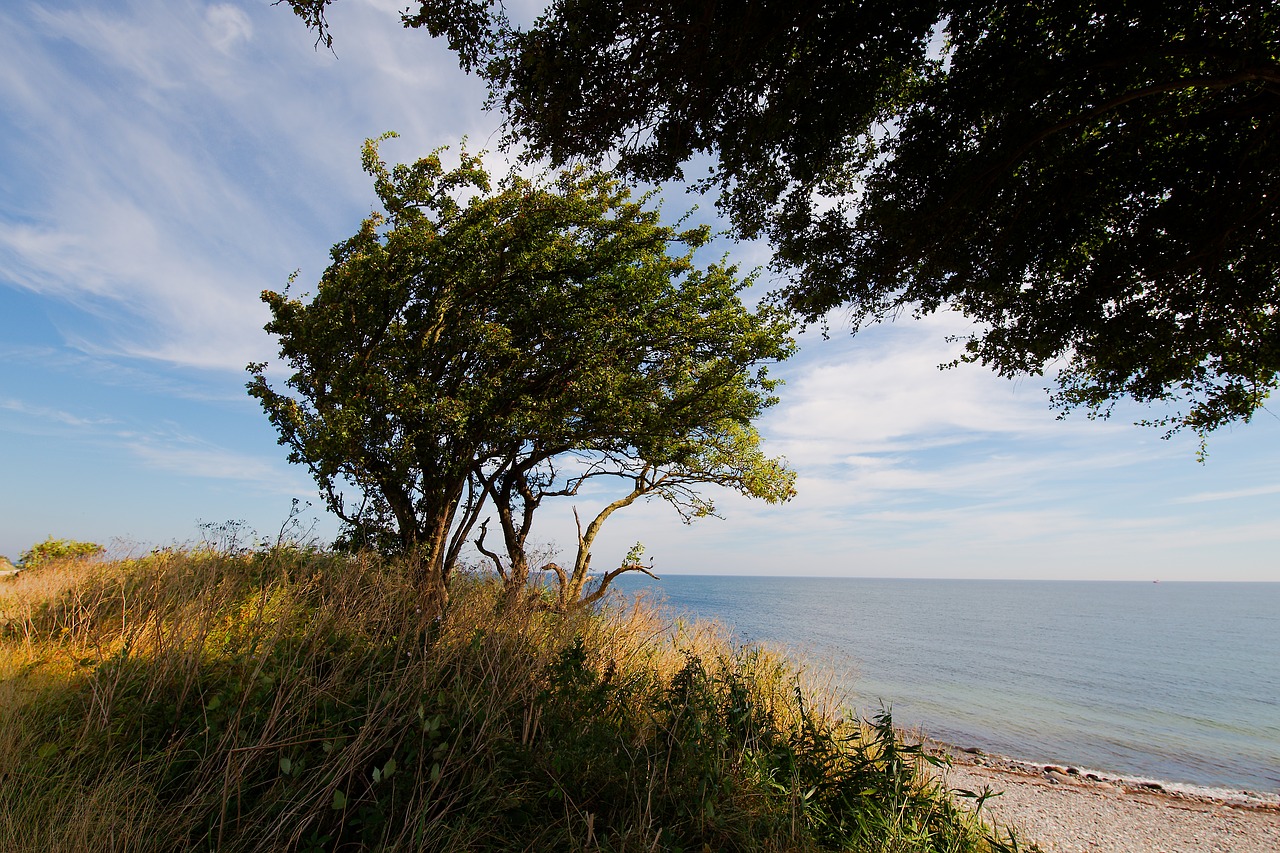 nature  landscape  tree free photo