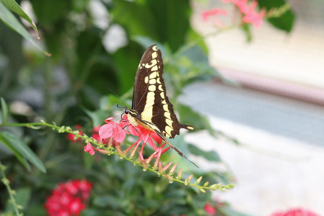 nature  flower  butterfly free photo