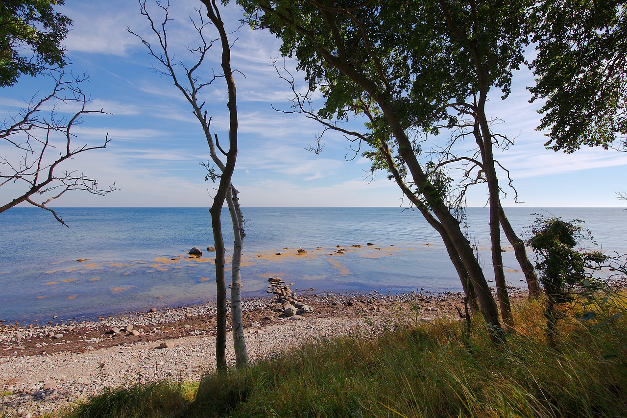 nature  waters  tree free photo