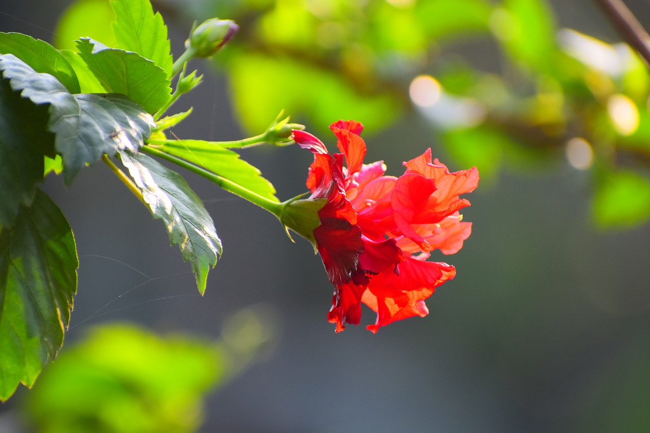 nature  leaf  flora free photo