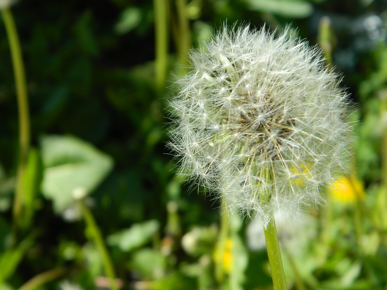 nature  flora  dandelion free photo