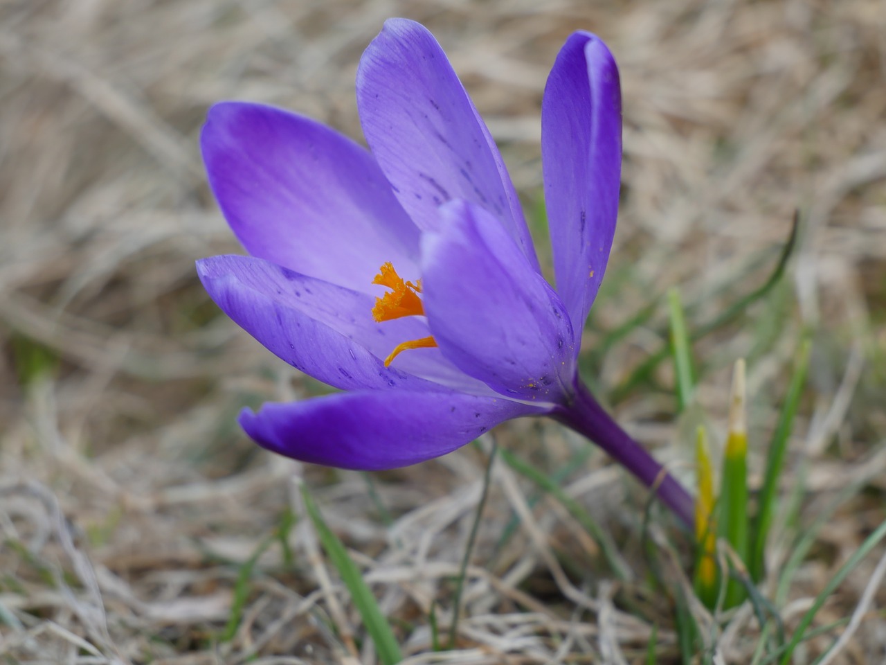 nature  plant  flower free photo