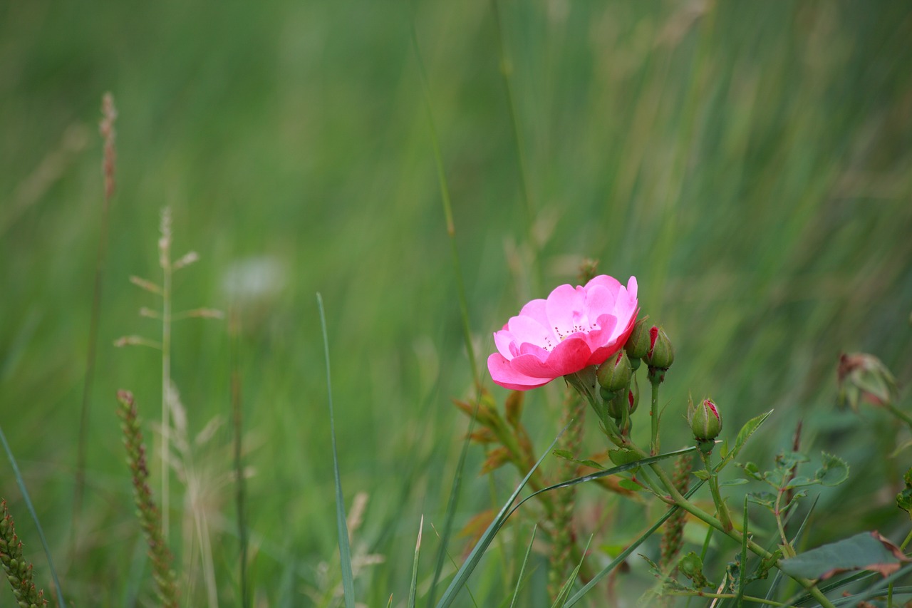 nature  summer  flowers free photo