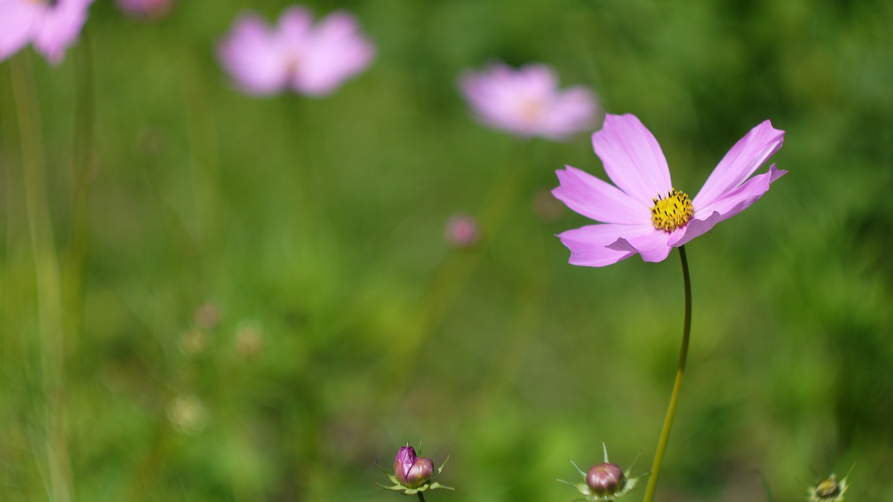 nature  flower  plant free photo