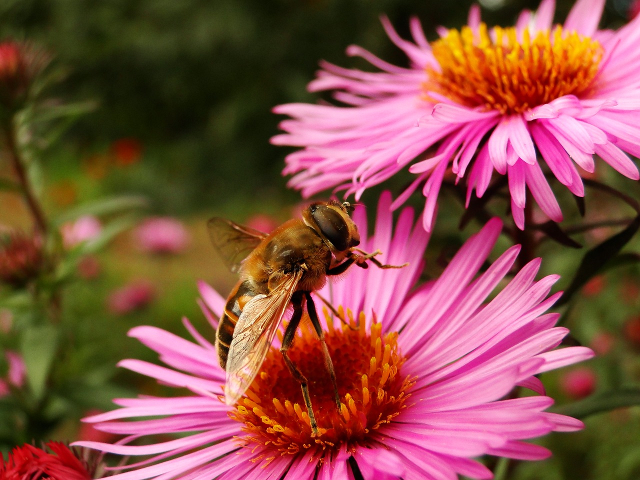 nature  flower  plant free photo