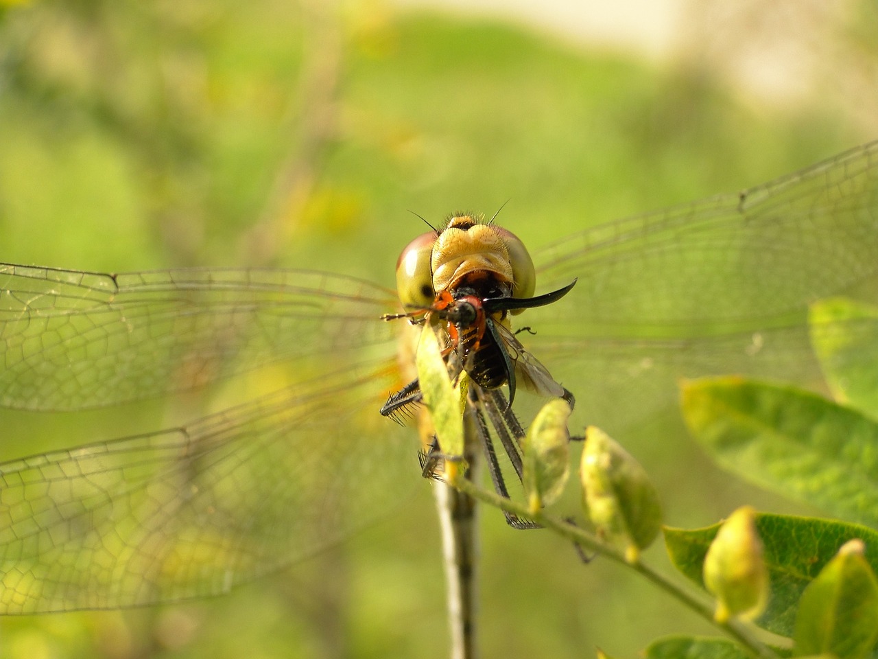 nature  insect  dragonflies różnoskrzydłe free photo