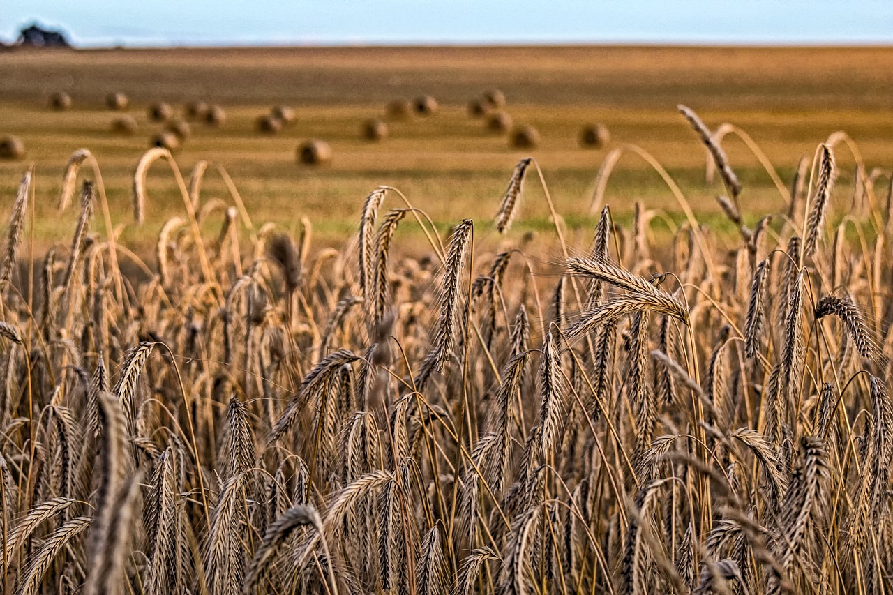 nature  cornfield  wheat free photo