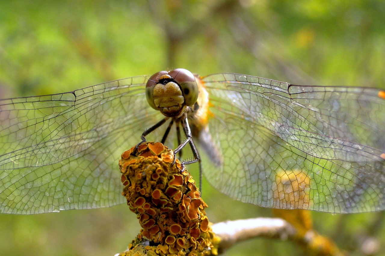 nature  animals  dragonflies różnoskrzydłe free photo