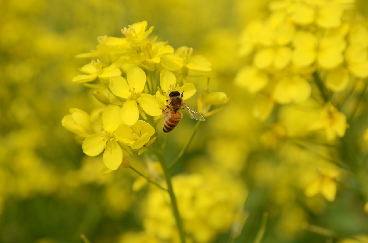 nature  rape  plant free photo