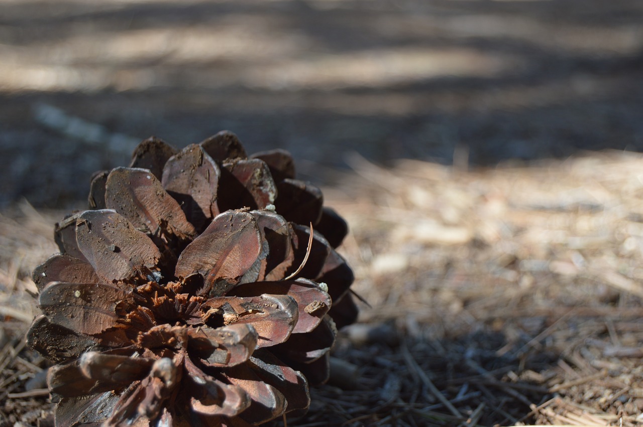 nature  dry  open air free photo