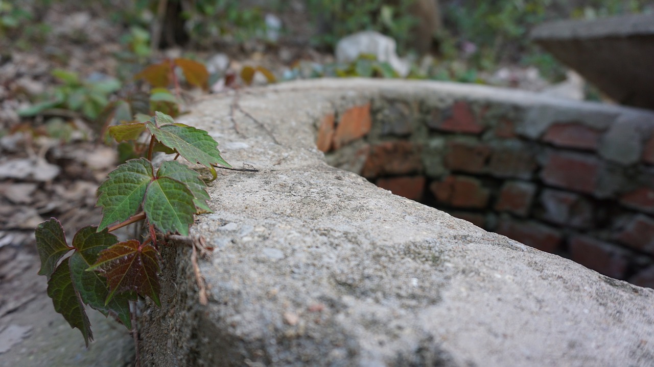 nature  leaf  stone free photo