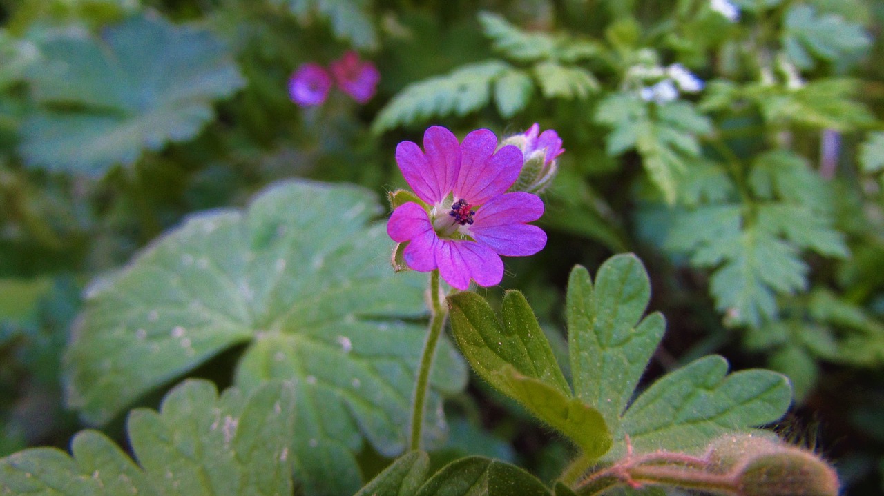 nature  plant  outdoor free photo