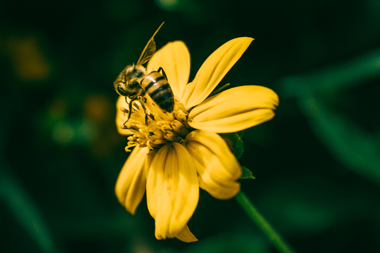 nature  insect  flower free photo