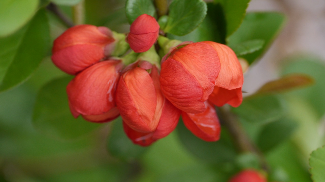 nature  garden  fruit free photo