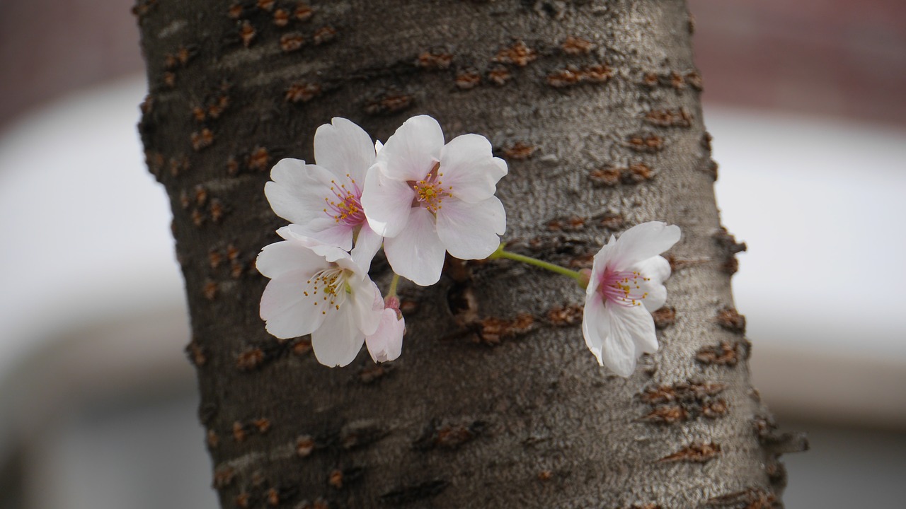 nature  cherry flowers  close free photo