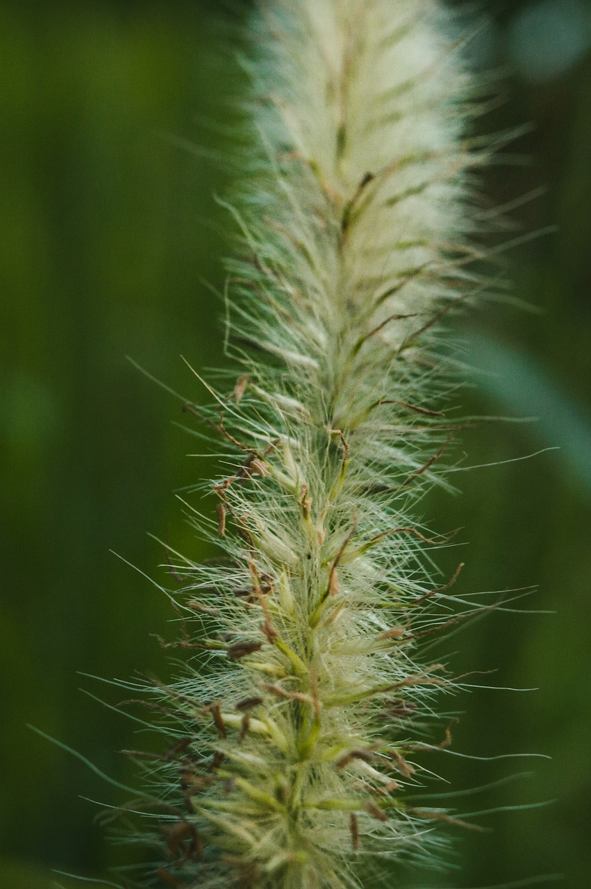 nature  flora  grass free photo