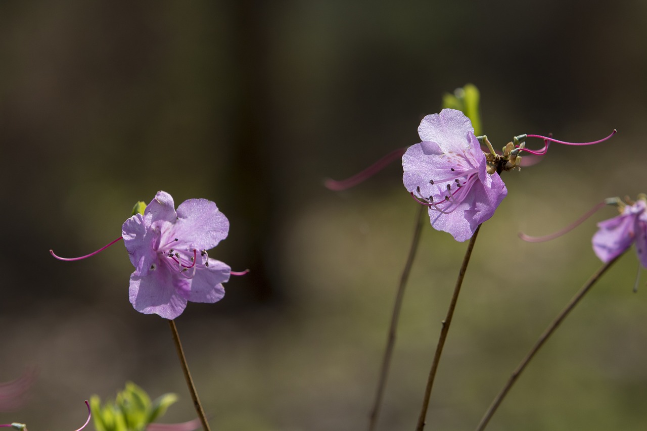 nature  flowers  plants free photo