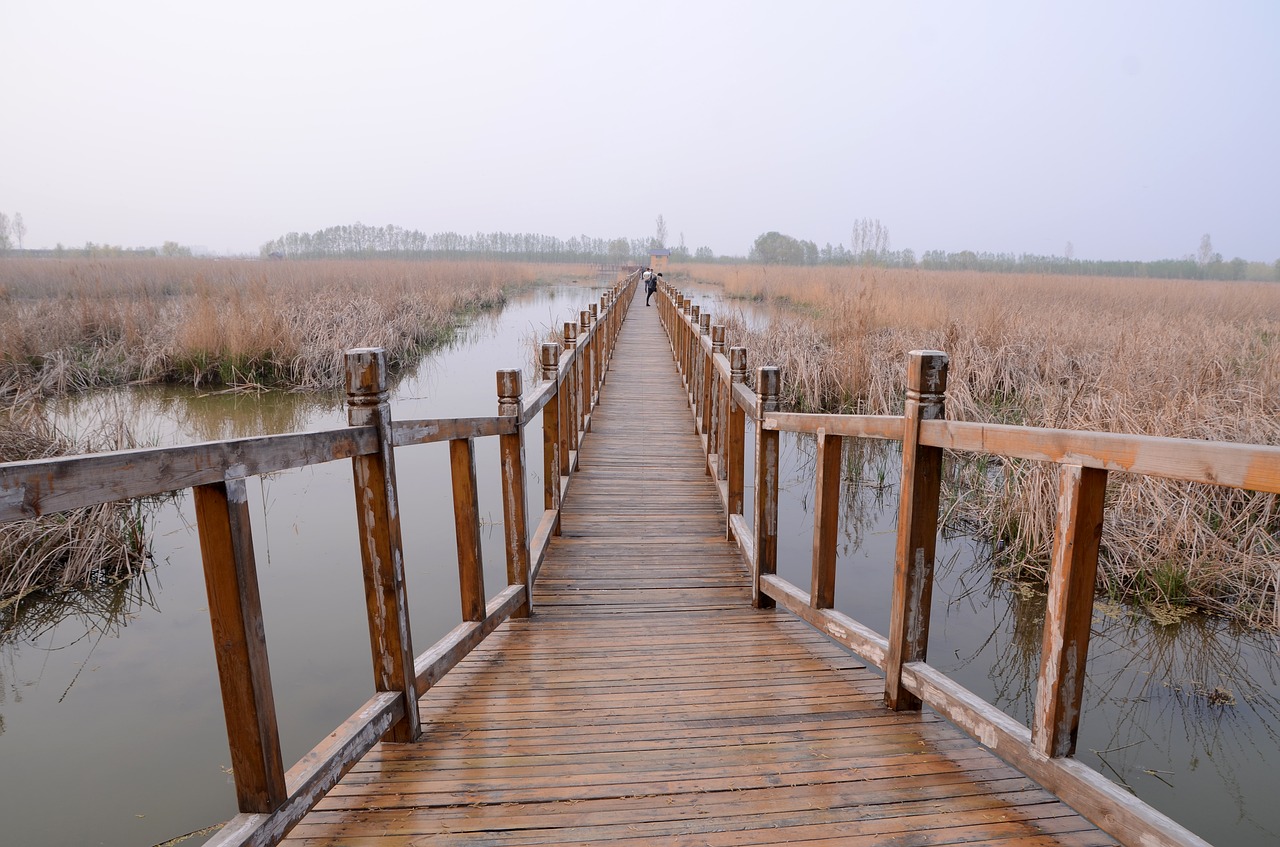 nature  bridge  waters free photo