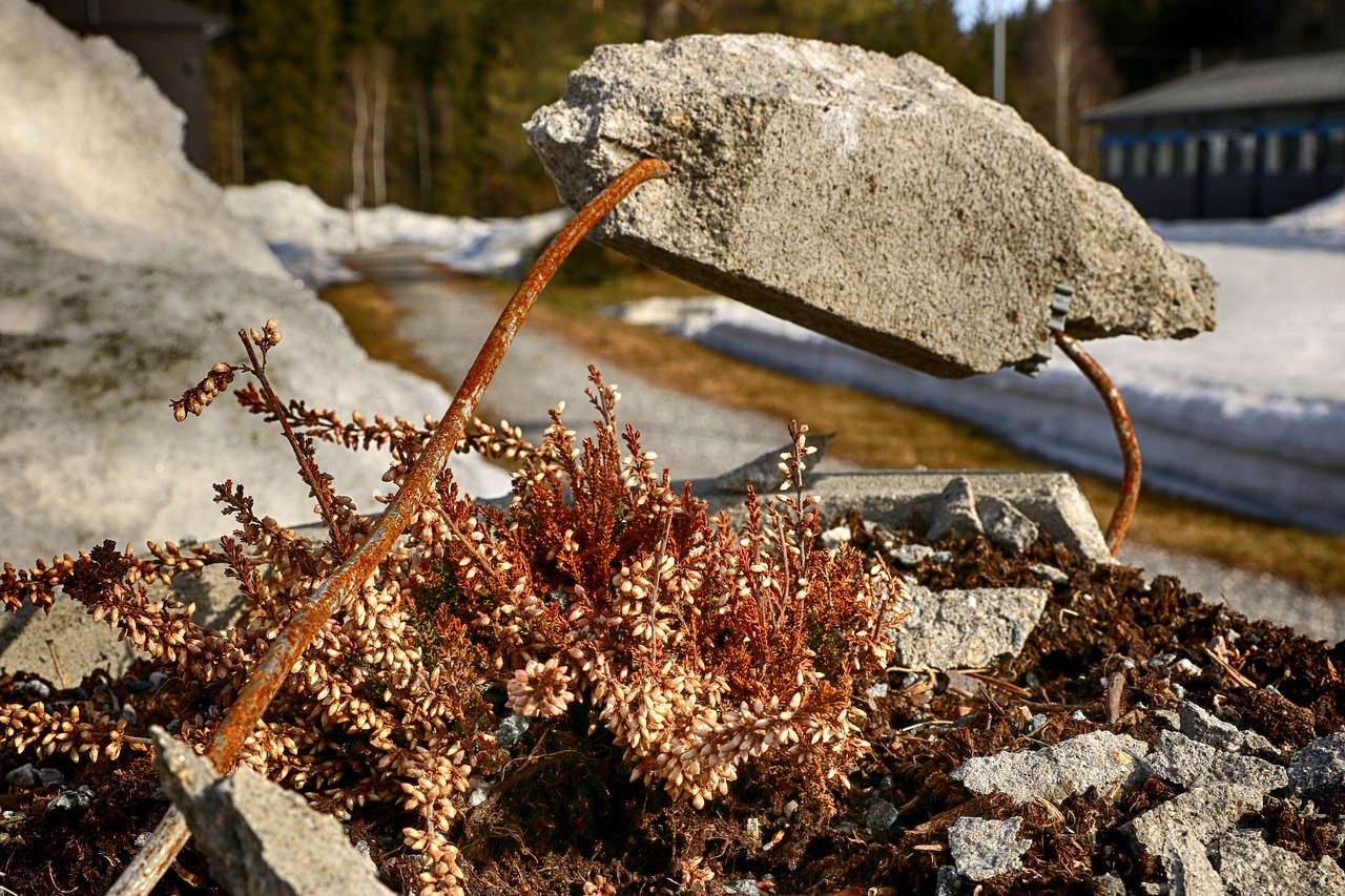 nature  winter  cold free photo