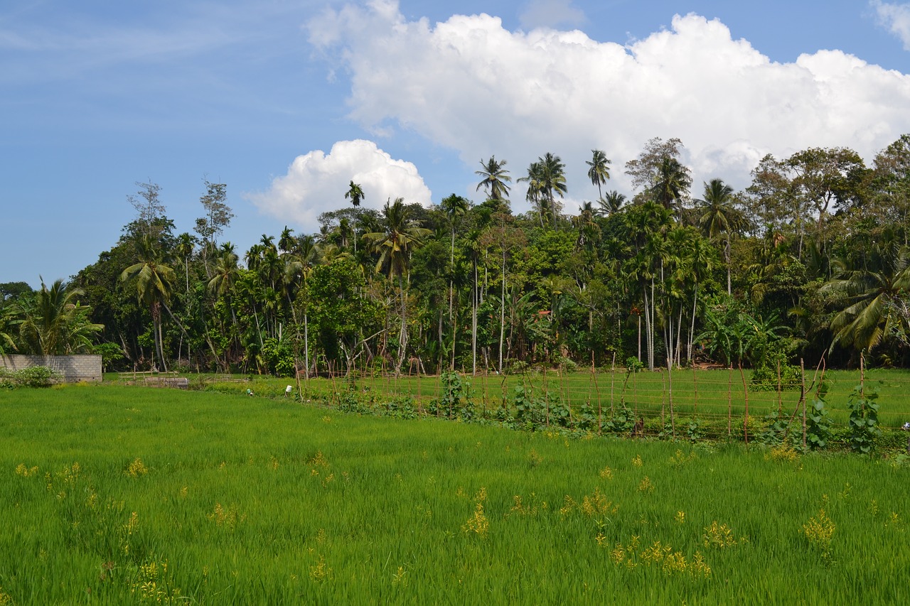 nature  tree  grass free photo