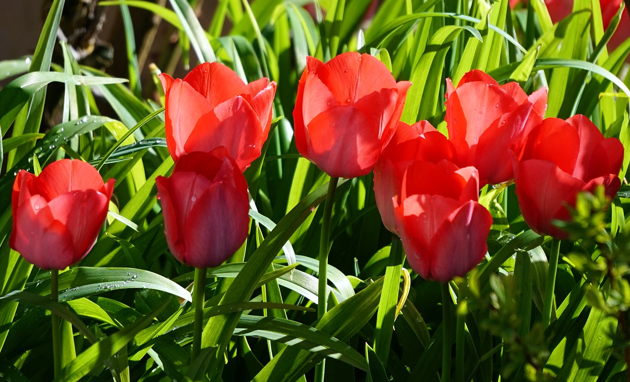 nature  garden  tulip free photo