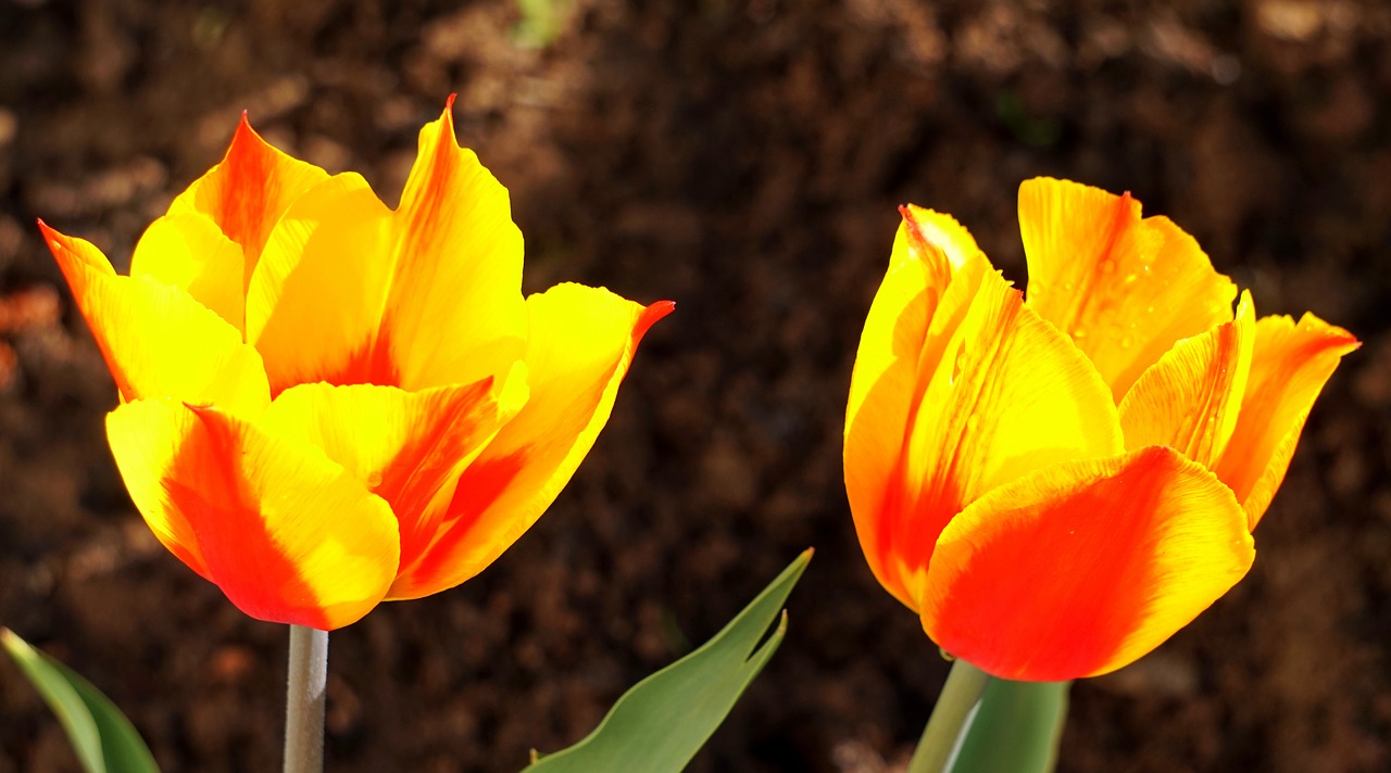 nature  tulip  flower free photo