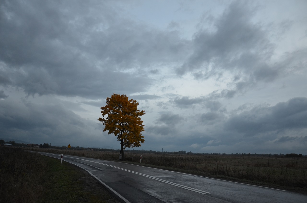 nature  landscape  at the court of free photo