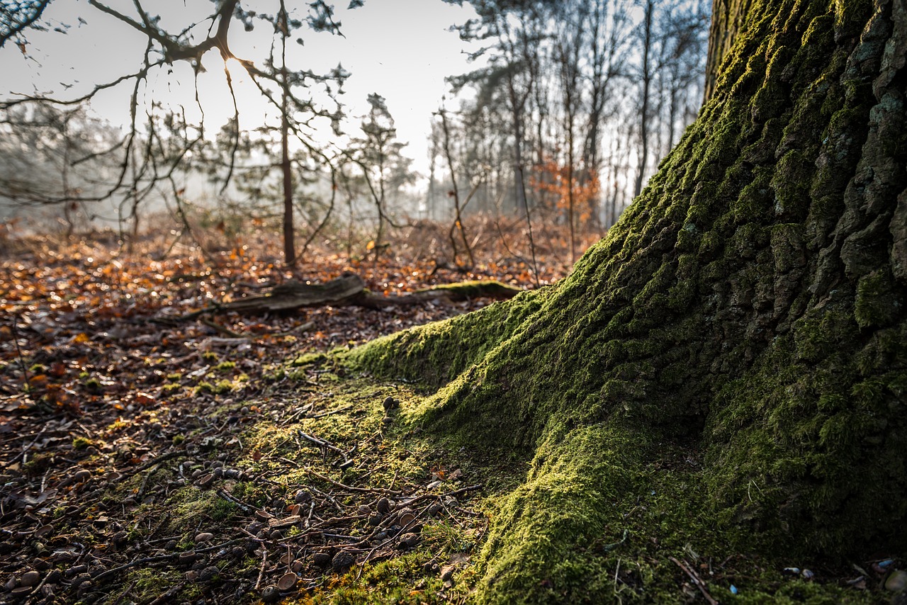 nature  tree  wood free photo