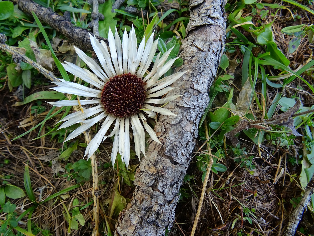 nature  plant  leaf free photo