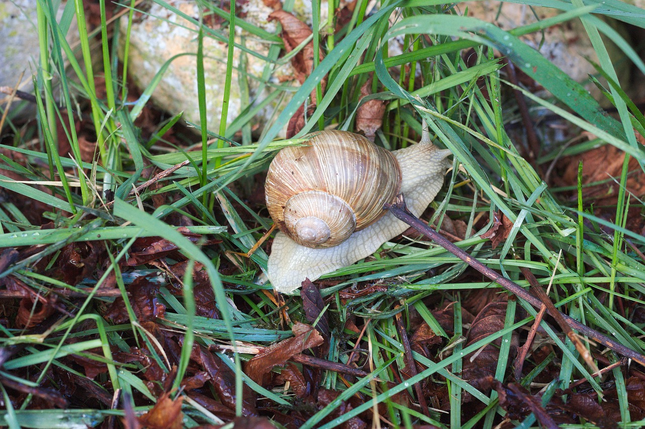 nature  food  lawn free photo