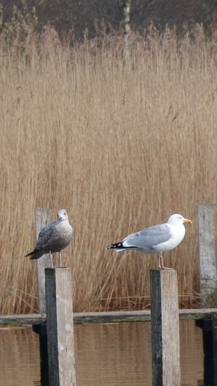 nature  bird free pictures free photo