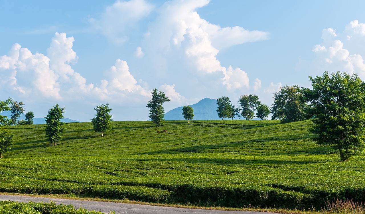 nature  landscape  field free photo