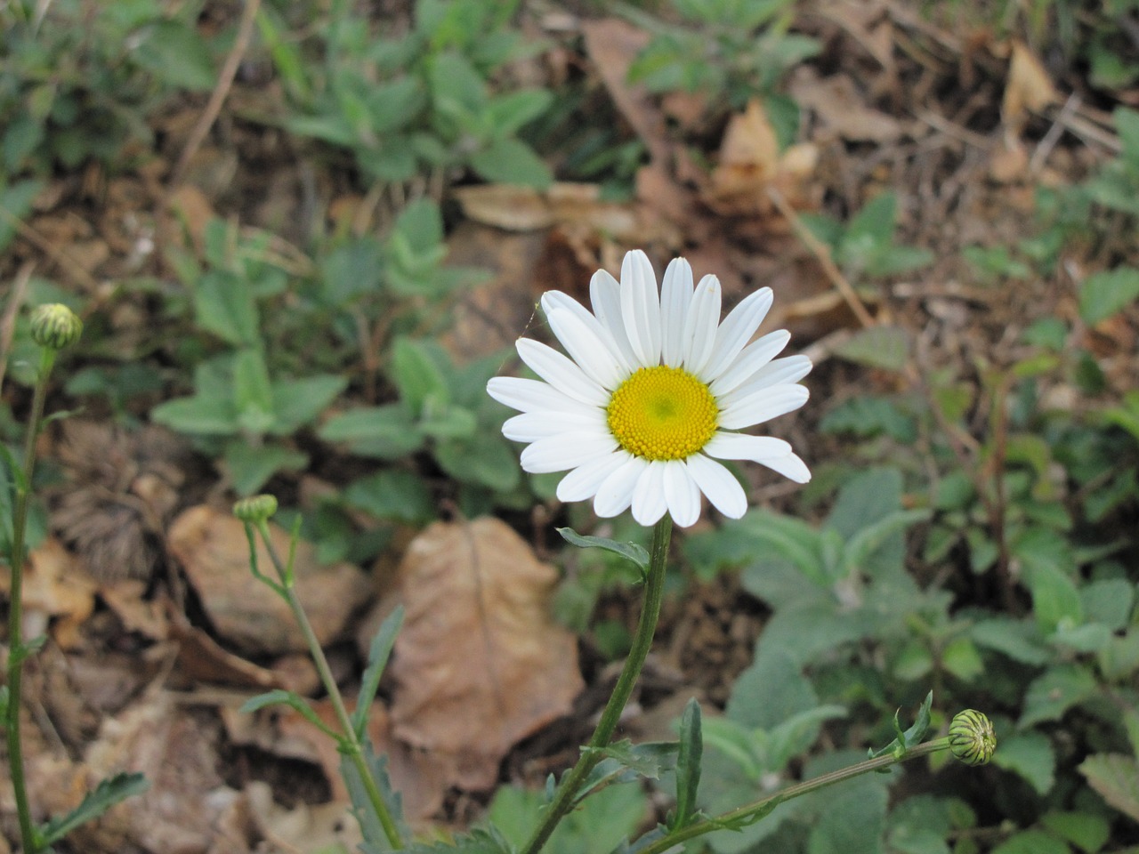 nature  plant  flower free photo