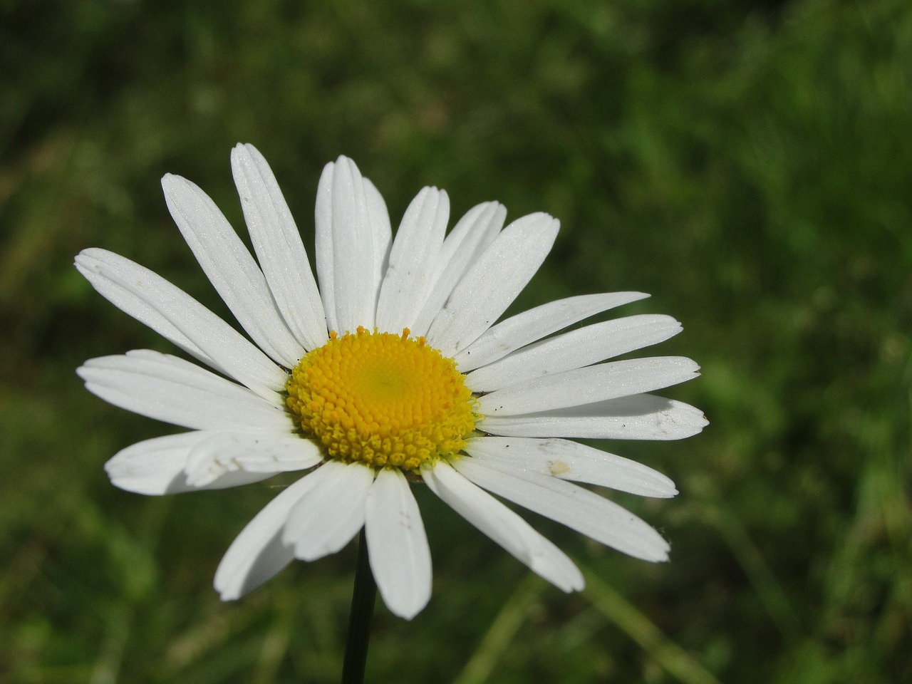 nature  flower  plant free photo