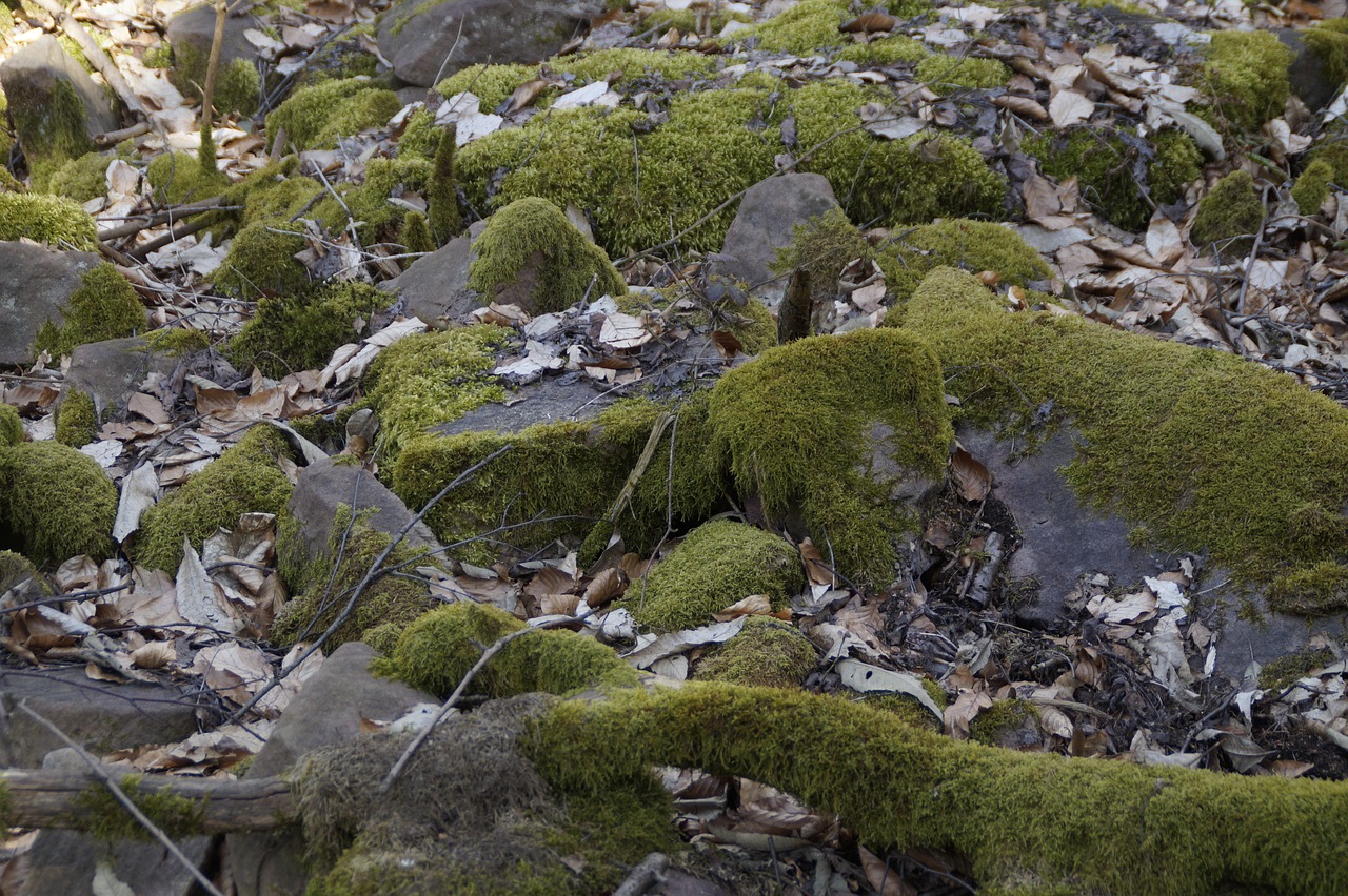 nature  stone  forest floor free photo
