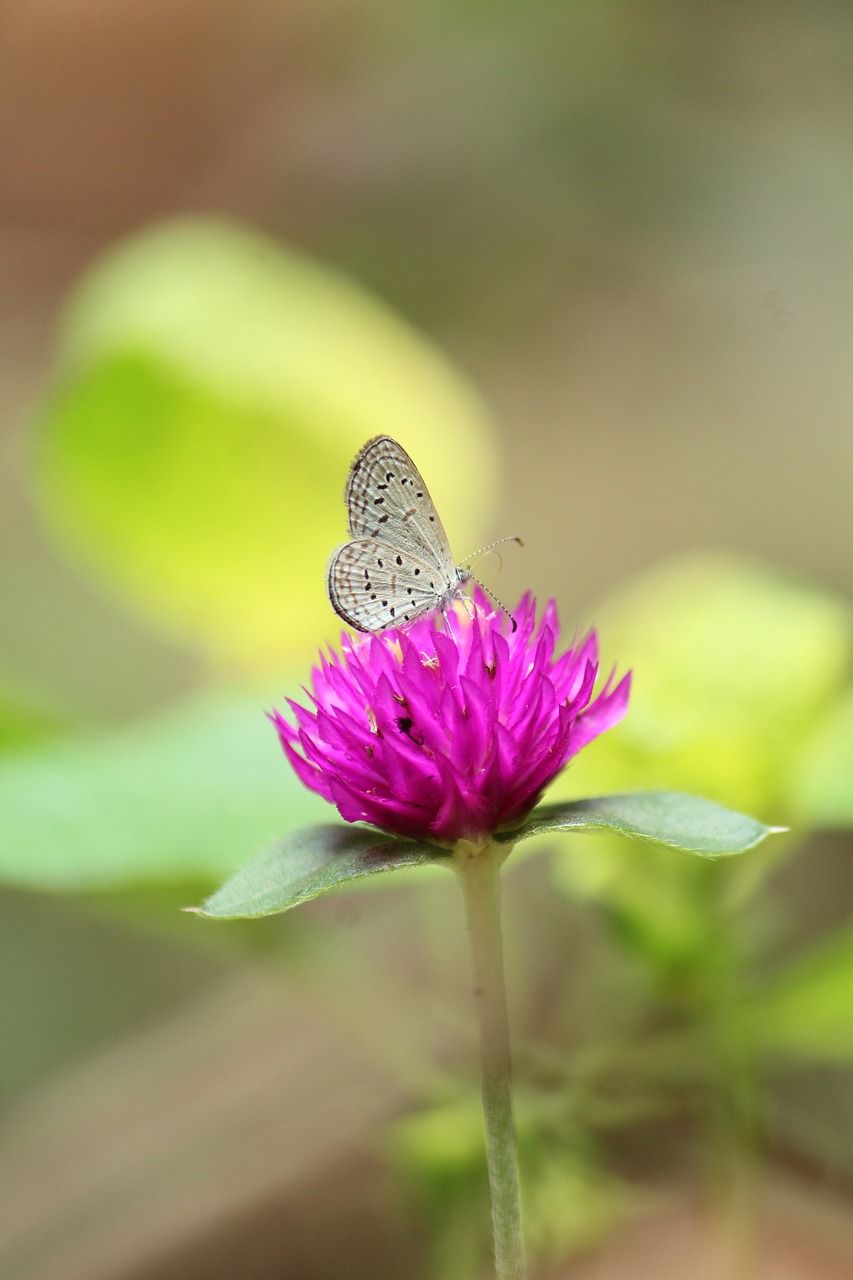 nature  insect  butterfly free photo