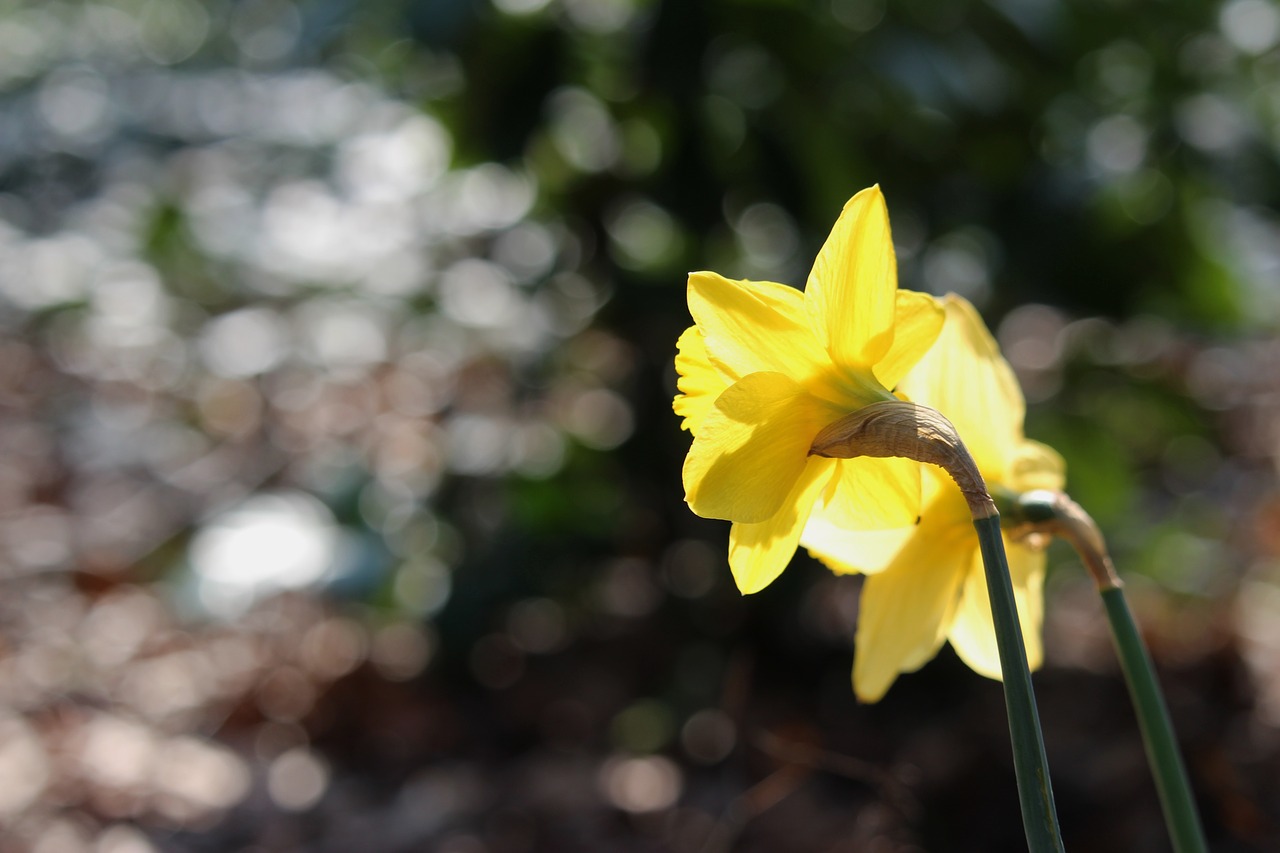 nature  plant  flower free photo