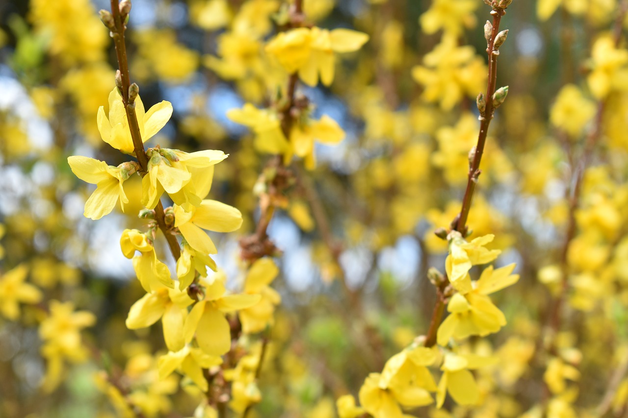 nature  flower  plant free photo