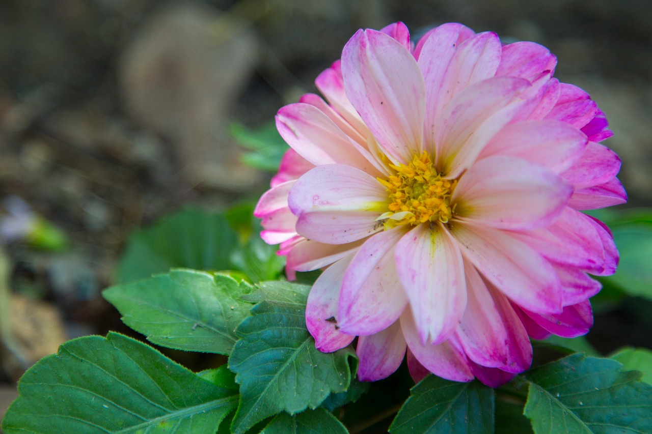 nature  flower  flora free photo