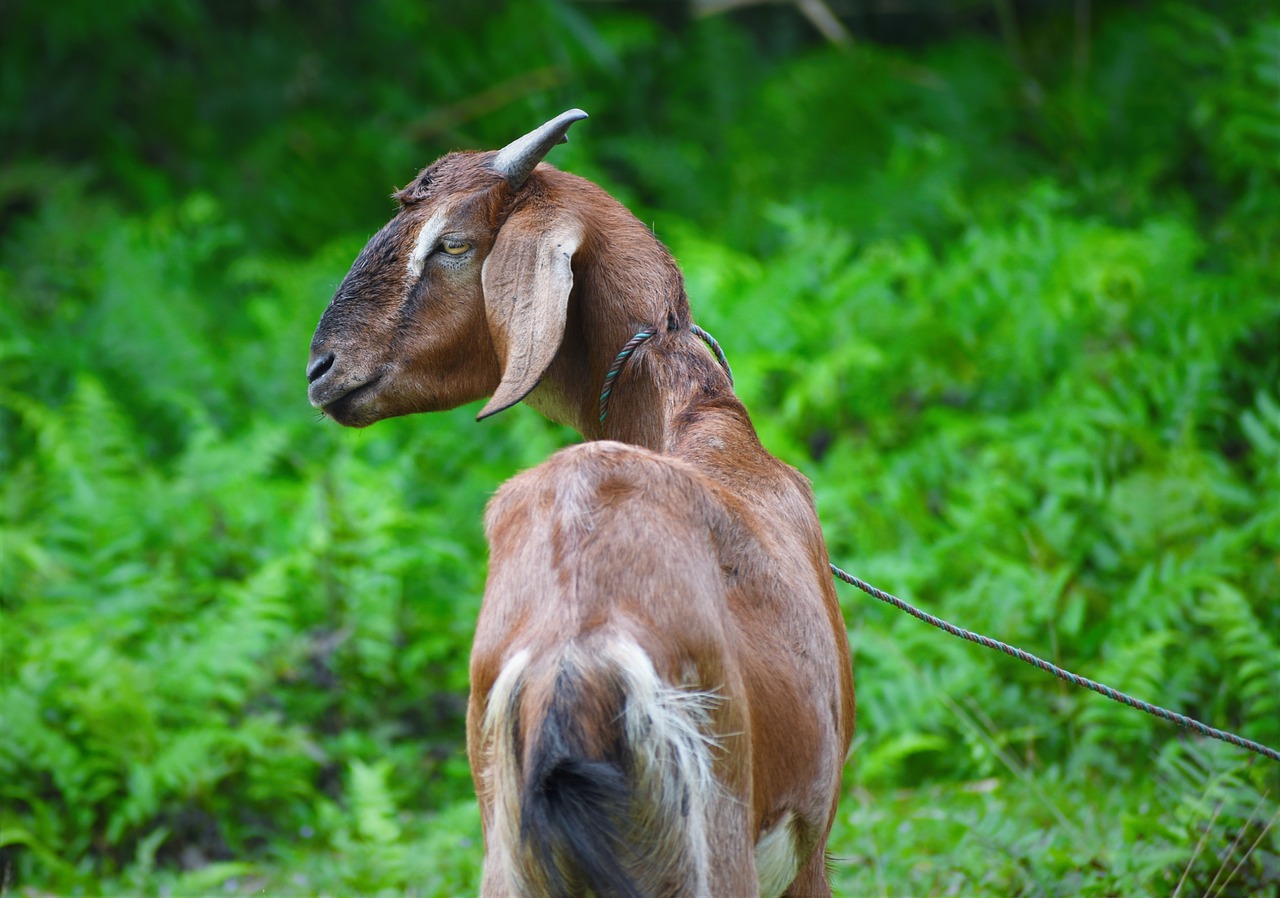 nature  animal  grass free photo