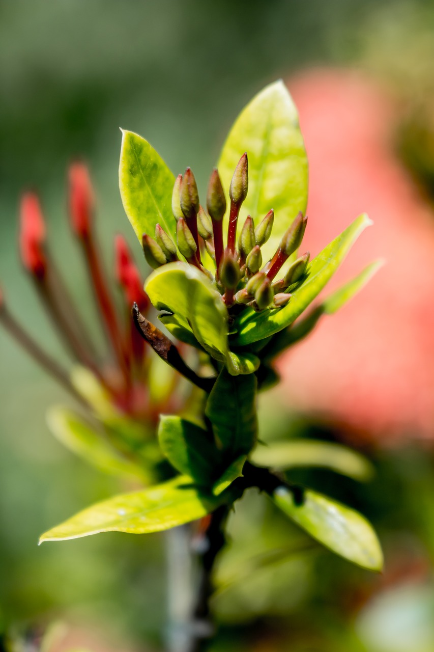 nature  leaf  outdoors free photo