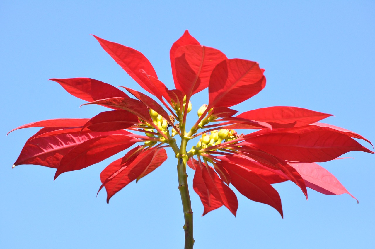 nature  leaf  flower free photo